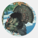 Search for round wild turkey stickers Wildlife
