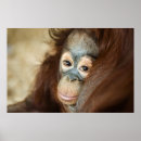 Search for orangutan posters Baby animals