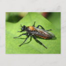 Search for flying insects postcards Nature