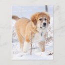 Search for great pyrenees dog postcards Dogs