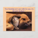Search for true cat Friends