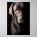 Search for black lab art Adorable