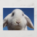 Search for lop postcards Bunny
