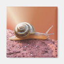 Search for shell pictures magnets Shells
