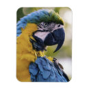 Search for parrot magnets Macaw
