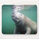Search for manatee mousepads Animals