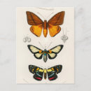Search for insect postcards Moth