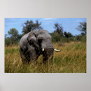 Search for grasslands posters Elephant