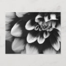 Search for dahlia postcards Botanical