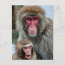 Search for cute baby monkey postcards Adorable