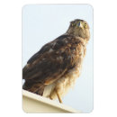 Search for shoulder magnets Hawk