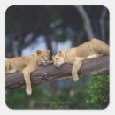 Search for kenya lion stickers Wildlife