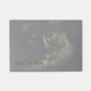 Search for kittis photography Feline