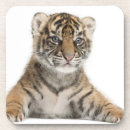 Search for cub coasters Nature