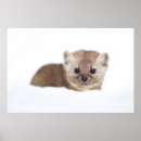 Search for cute baby animals posters Nature