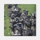 Search for angle magnets Rural scene