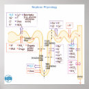 Search for physiological posters Medical