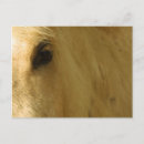 Search for grey headed postcards Horse