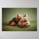 Search for yorky posters Puppy