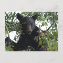 Search for cub postcards Nature