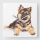 Search for border collie clocks Cute