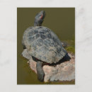 Search for turtle painting postcards Reptile