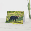 Search for black bear birthday cards Bears
