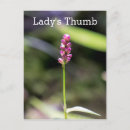 Search for thumb postcards Nature