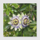 Search for passion photography Flower