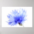 Search for cornflower blue posters Flora