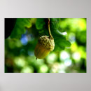 Search for acorns posters Nature