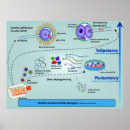 Search for methods posters Diagram