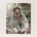 Search for monkey gifts Animals