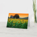 Search for sunset sky cards Sunrises