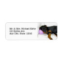 Search for rottweiler puppy return address labels Rottie