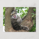 Search for cat tree postcards Feline