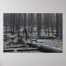 Search for forest fire posters Nature