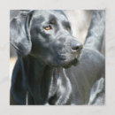 Search for black labrador invitations Retriever