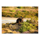 Search for marsupials posters Wallaby
