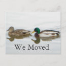 Search for waterfowl invitations Mallard