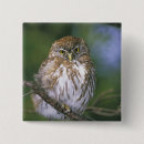 Search for perch badges Owl