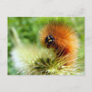 Search for caterpillar postcards Orange