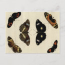 Search for cream background postcards Insect