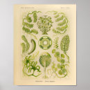 Search for aquatic posters Plant