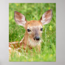 Search for fawns posters Wildlife