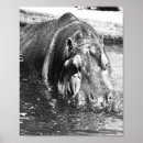 Search for hippo art Wildlife
