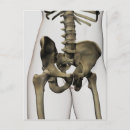 Search for human bones postcards Pubic symphysis
