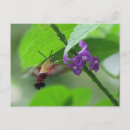 Search for moth postcards Animals