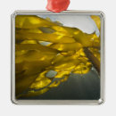 Search for san juan island christmas tree decorations Usa