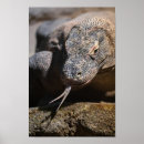 Search for komodo dragon posters Wildlife